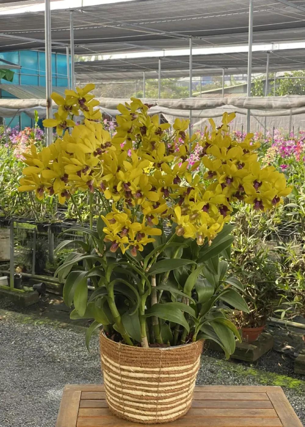 Giỏ hoa lan Dendro Phúc Lộc Vượng