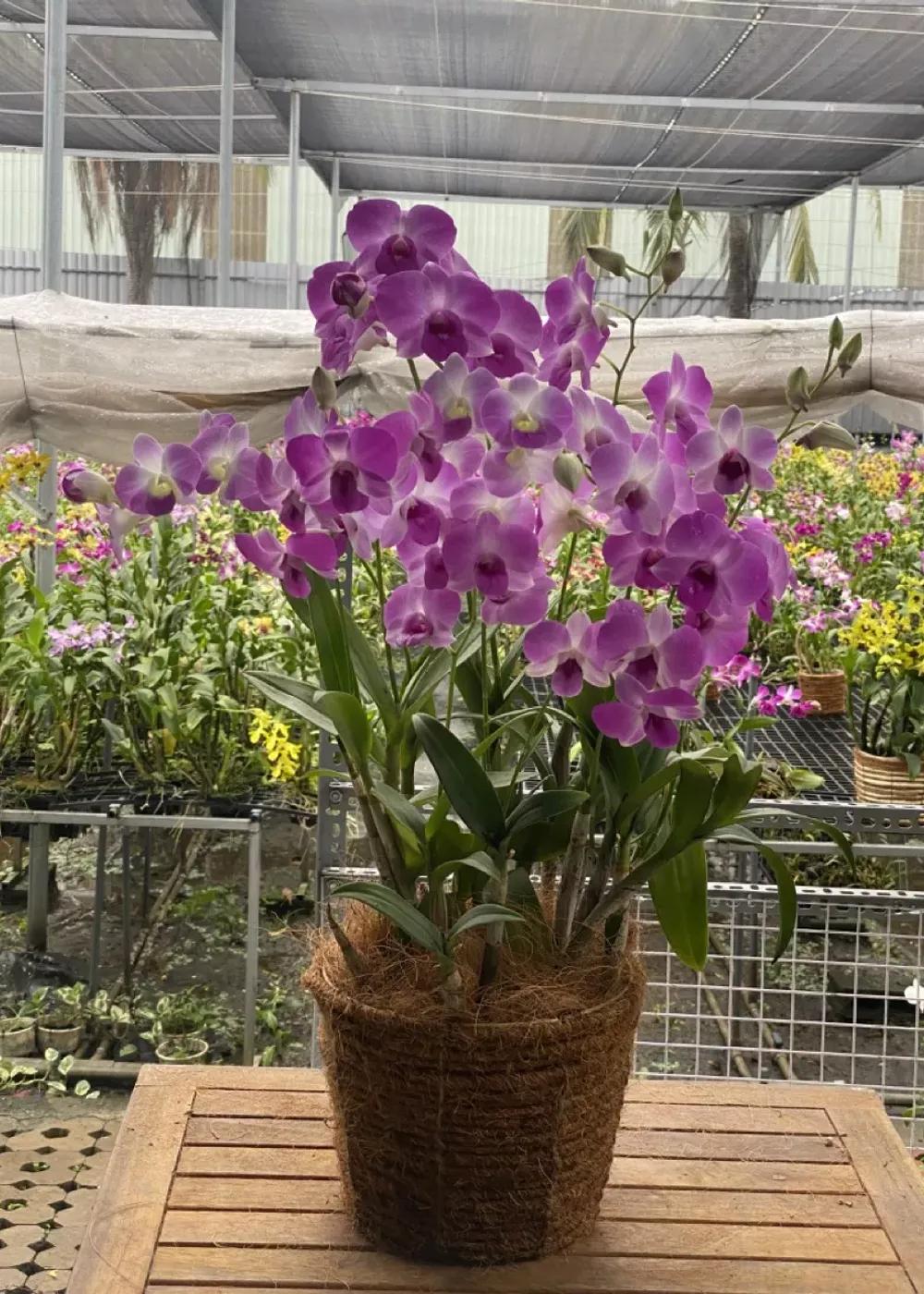 Giỏ hoa lan Dendro Vòng Tay Hạnh Phúc