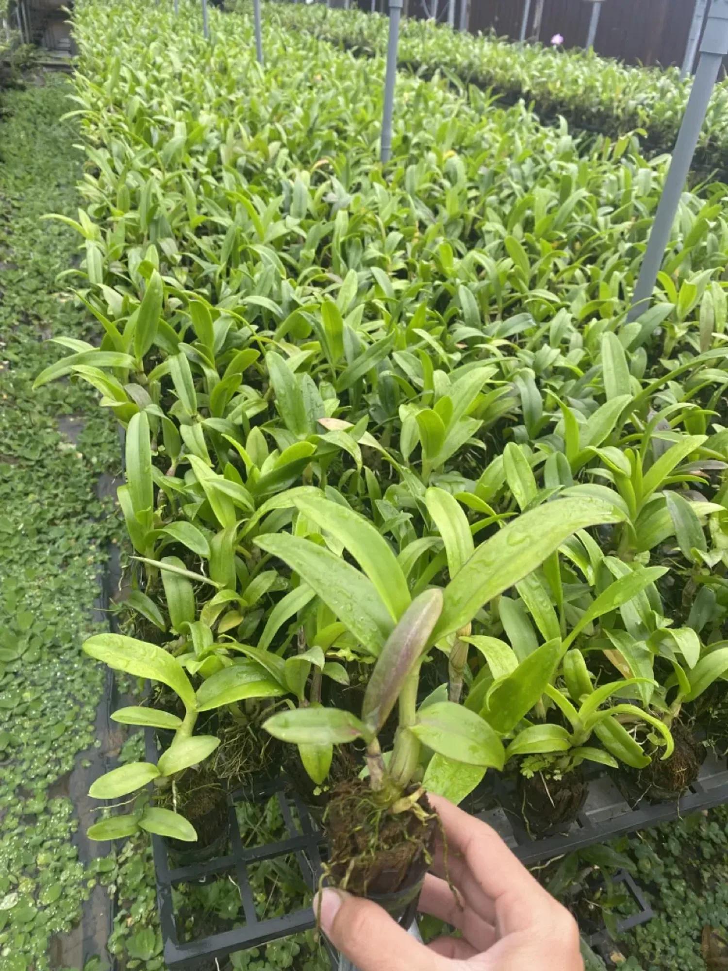 Cây pot Dendro - Nhiều mặt hoa