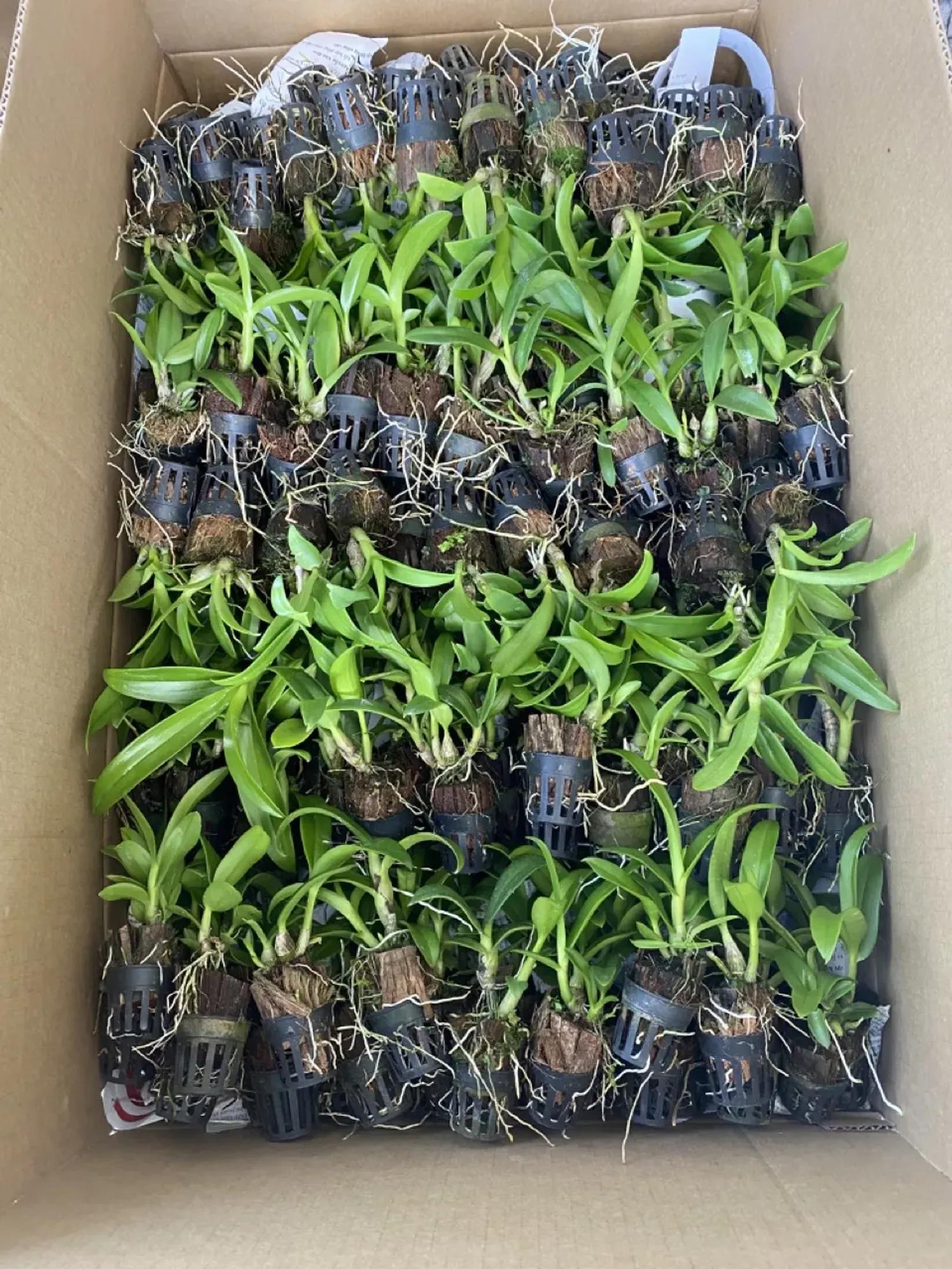 Cây pot Dendro - Nhiều mặt hoa