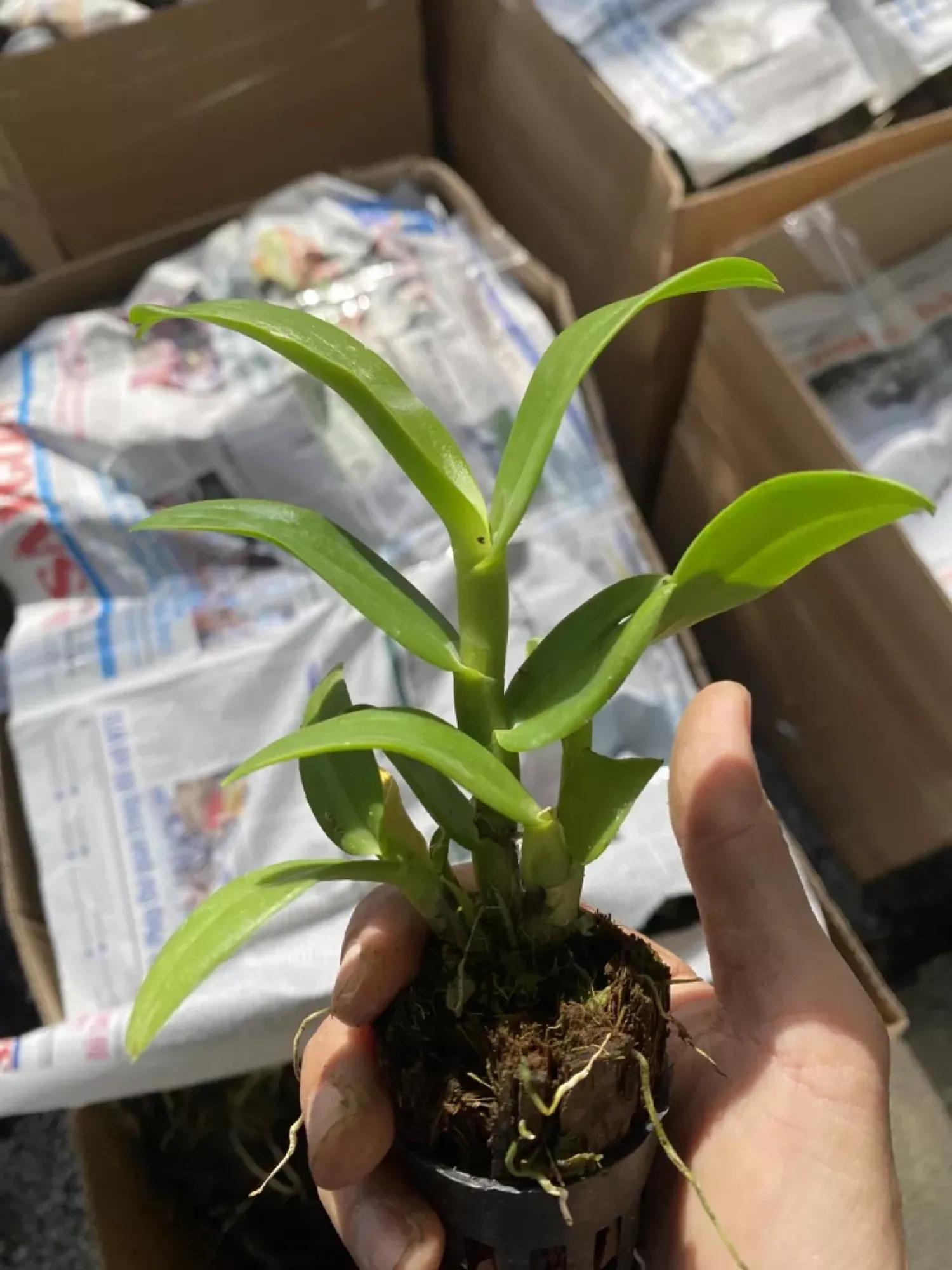 Cây pot Dendro - Nhiều mặt hoa